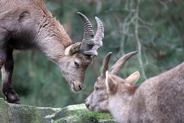 Canvas Print - Alpine Ibex (capra ibex) cute animal