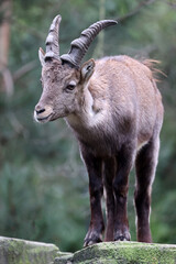 Canvas Print - Alpine Ibex (capra ibex) cute animal