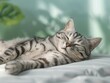 Happy Silver American Shorthair Tabby Cat on White and Green Background