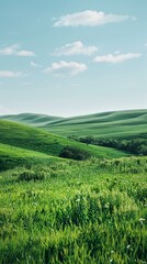 Wall Mural - b'Green rolling hills under a blue sky with white clouds'