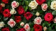 White, red and pink roses with green foliage on a black background