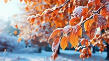 Autumn Leaves In The Snow