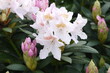 Zbliżenie białych rododendronów
