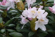 Zbliżenie białych rododendronów
