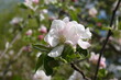Kwitnące kwiaty jabłoni na gałęzi. Zbliżenie pachnących różowych kwiatów jabłoni. Wiosenne kwiatki na jabłonce.