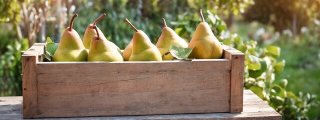 Sticker - Harvest of pears in a wooden box against the backdrop of a pear orchard. Photo of a crate filled with fresh green pears. 