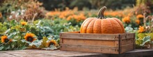 A Crate Full Of Harvested Pumpkins On A Pumpkin Patch Farm In Autumn. Pumpkins Fresh In Wooden Crate, Blurred Plantation Background.