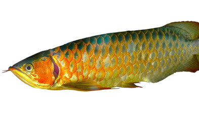 Asian arowana (Scleropages formosus) isolated on white background cut out