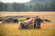 View of Buffalo on the open range in Yellowstone National Park, Wyoming USA