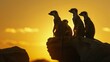 A family of meerkat silhouettes huddled together on a rocky outcrop their watchful eyes peering into the setting sun..
