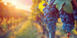 Lush grape clusters hanging from vines in a vineyard. Sunlit agricultural landscape. Organic produce concept. Banner with copy space.