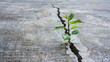 © Vlad - A tree sprouting from a crack in concrete, demonstrating resilience and determination