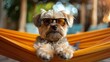 Small Dog Wearing Sunglasses Laying in Hammock