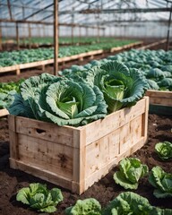 Wall Mural - Harvest of cabbage in a wooden box against the background of a vegetable garden. Brussels sprouts in basket against the backdrop of a greenhouse. Fresh harvest on the farm.