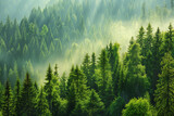 Healthy green trees in a forest of old spruce, fir and pine