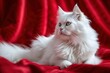beautiful white cat on a red background