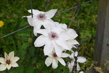 Sticker - Clematis flowers. Ranunculaceae perennial vine. In Britain it is called the queen of the vines.