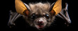 detailed view of a bat with emphasis on its striking eyes.