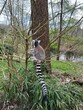 Cute ring-tailed lemur on tree outdoors at spring