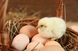 Cute chick and eggs in wicker basket on blurred background. Baby animal