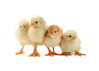 Many cute chicks isolated on white. Baby animals