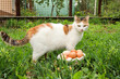 Cute cat and fresh chicken eggs in basket on green grass outdoors