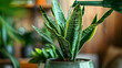 Variegated Snake Plant being Watered in a Ceramic Pot