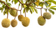 Durian fruits hanging from a tree branch, isolated on a white background.