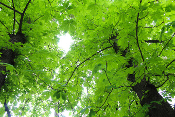 Wall Mural - chestnut trees in spring in the park of Kyiv Ukraine, green fresh leaves and white blossom of chestnut trees in spring