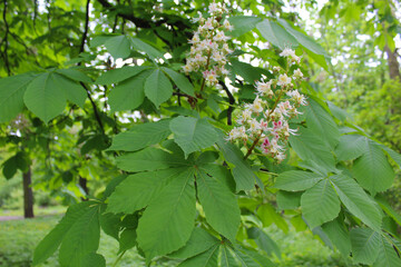 Wall Mural - leaves in spring chestnut tree in spring, white chestnut flowers close-up, green fresh leaves on chestnut trees