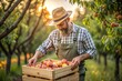 Agricultural industry. A wooden box with peaches in the hands of a male farmer. The gardener is harvesting a rich harvest. Close-up, sunlight. Autumn fruit picking.
