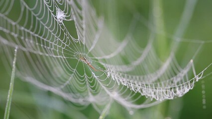 A spider web is shown with a spider in the center. The spider web is very intricate and has a lot of detail