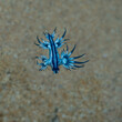Blue Angel nudibranch