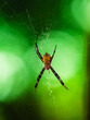 Tropical spider on green background
