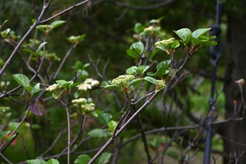 Wall Mural - Viburnum japonicum flowers. Adoxaceae evergreen tree.Blooms small flowers in April and berries that turn red in fall are edible.