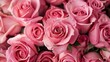 Pink roses are a beautiful sight to behold