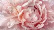 A stunning terry soft pink peony adorned with dew drops showcasing intricate leaf textures up close sets a beautiful backdrop perfect for cards celebrating Mother s Day Valentine s Day or w
