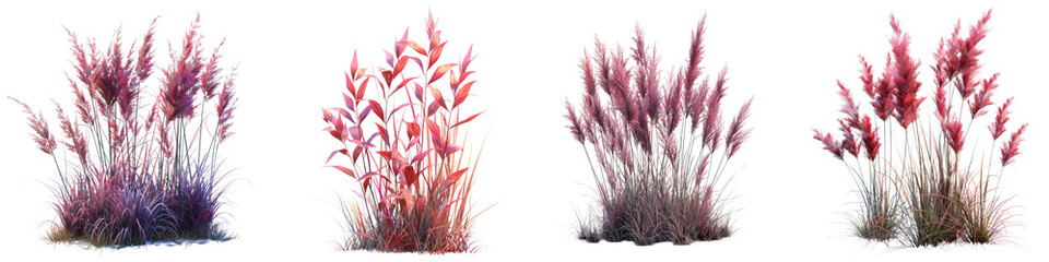 Wall Mural - Red Switch Grass Jungle Botanical Grass   Hyperrealistic Highly Detailed Isolated On Transparent Background Png File