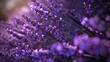 Lavender blossoms cascade in a fragrant purple dance