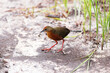 The russet-crowned crake (Rufirallus viridis) is a species of bird in subfamily Rallinae of family Rallidae. This photo was taken in Colombia.