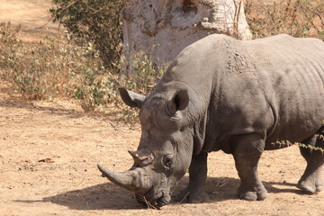 rhino in the wild