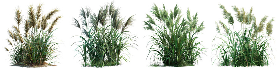 Wall Mural - Arundo donax (Giant Reed) Jungle Botanical Grass  Hyperrealistic Highly Detailed Isolated On Transparent Background Png File