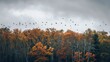 view of Flock of birds flying over early morning misty forest on trees and hills at sunrise