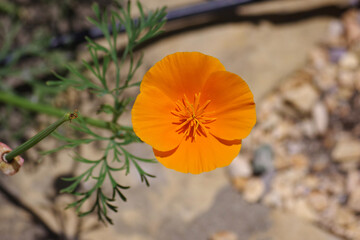 Wall Mural - Close-up view of a golden California poppy