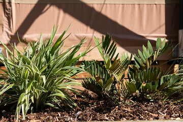 Wall Mural - Garden