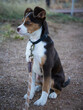 © brian - Australian Cattledog Mix