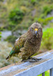 Parrot Kea Arthurs Pass National Park New Zealand