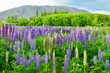 Lupins, the purple flowers in Ahuriri River Omarama Otago, New Zealand