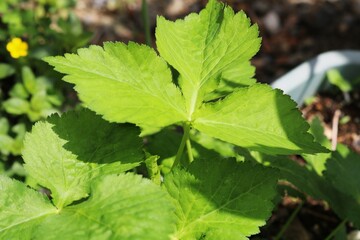 いい香りのする野菜　ミツバ　春の日