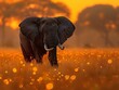 Tranquil Elephant in Golden Sunset